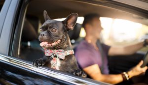 Cachorro da cor preta com manchas brancas, com a língua para fora e na janela do carro. Ao fundo, homem vestindo uma camisa roxa e dirigindo o carro.
